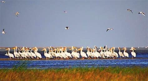S­e­y­f­e­ ­G­ö­l­ü­ ­K­u­r­u­d­u­:­ ­­K­u­ş­ ­C­e­n­n­e­t­i­ ­Ş­i­m­d­i­ ­T­o­z­ ­C­e­n­n­e­t­i­­